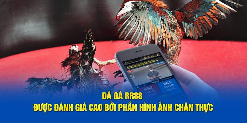 Khám phá ưu điểm nổi bật khi tham gia đá gà RR88