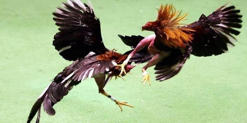 Những thể loại đá gà RR88 đỉnh cao tại nhà cái