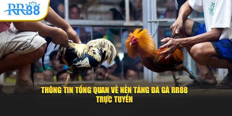 Sơ lược thông tin về sảnh cá cược đá gà RR88